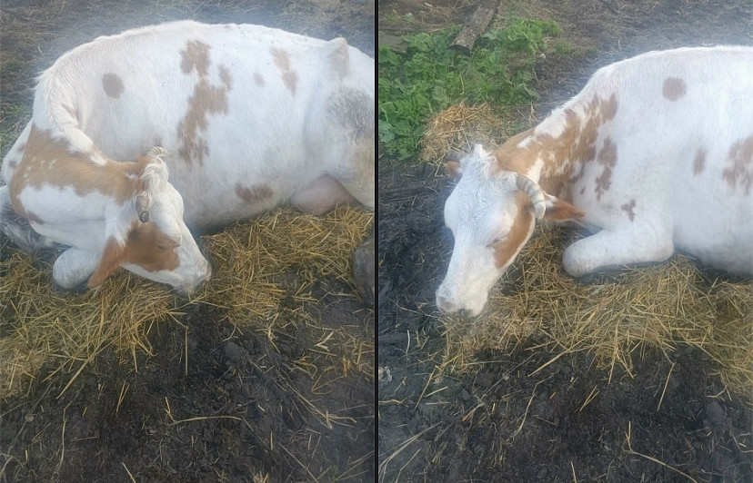 Саратовские ветеринары спасли корову после родов