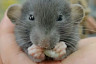 Соцсети умилили ушастики дамбо из саратовского мини-зоопарка