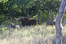 Ученый СГУ прокомментировал двукратный рост популяции оленей в Саратовской области